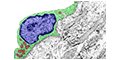 Chapter 2 - Epithelium